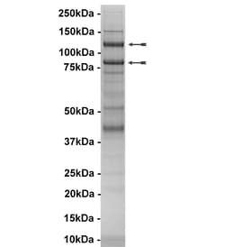 Eurofins DiscoverX PI 3-Kinase (p110 (H1047R)/p85 ) Human Protein 250 &mu;g | Buy Online | Eurofins DiscoverX | Fisher Scientific